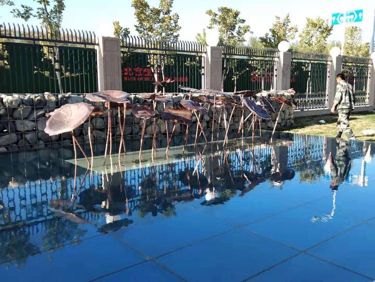 荷葉1.jpg 荷葉1.jpg